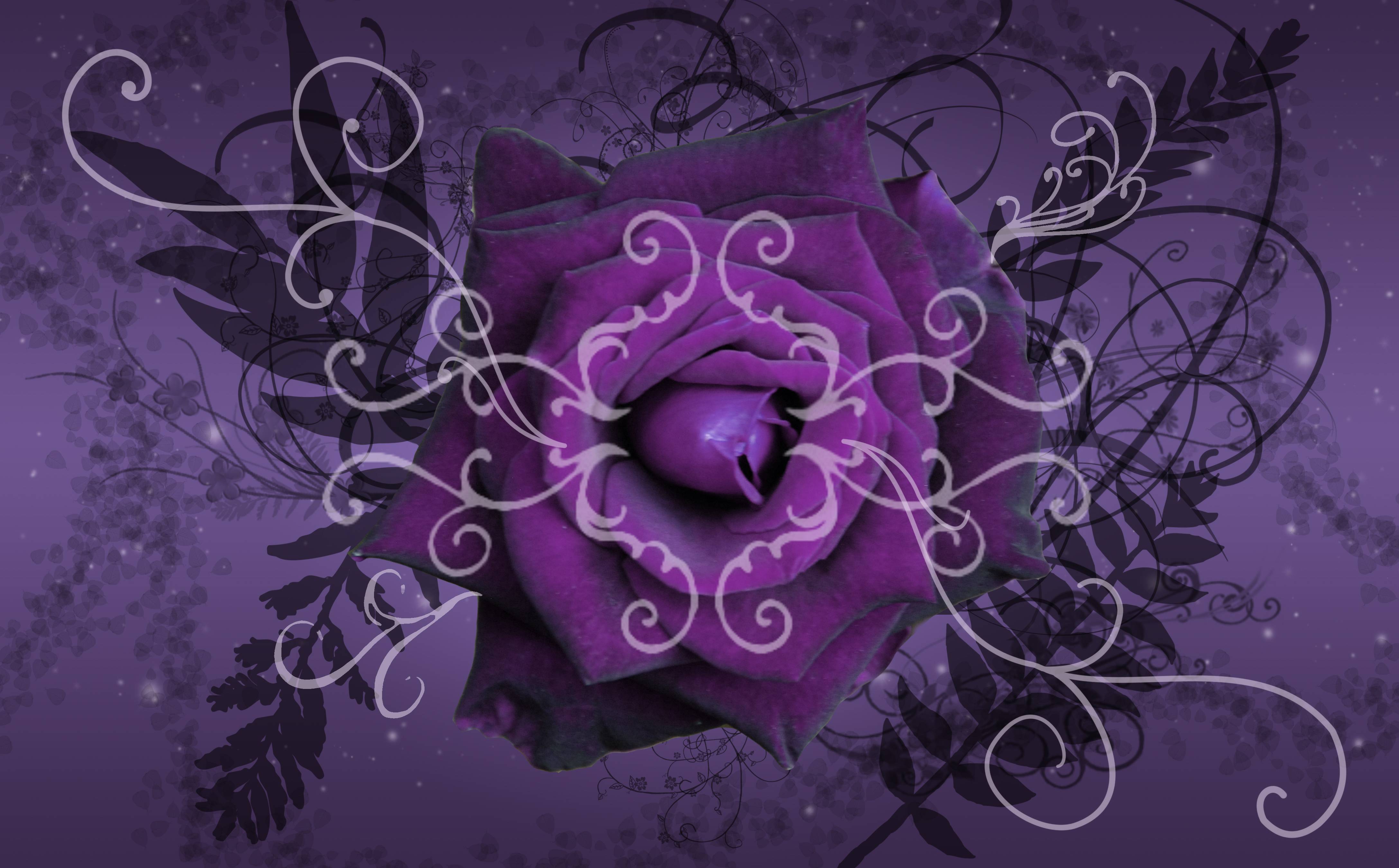 Purple Roses Wallpapers Wallpaper Cave
