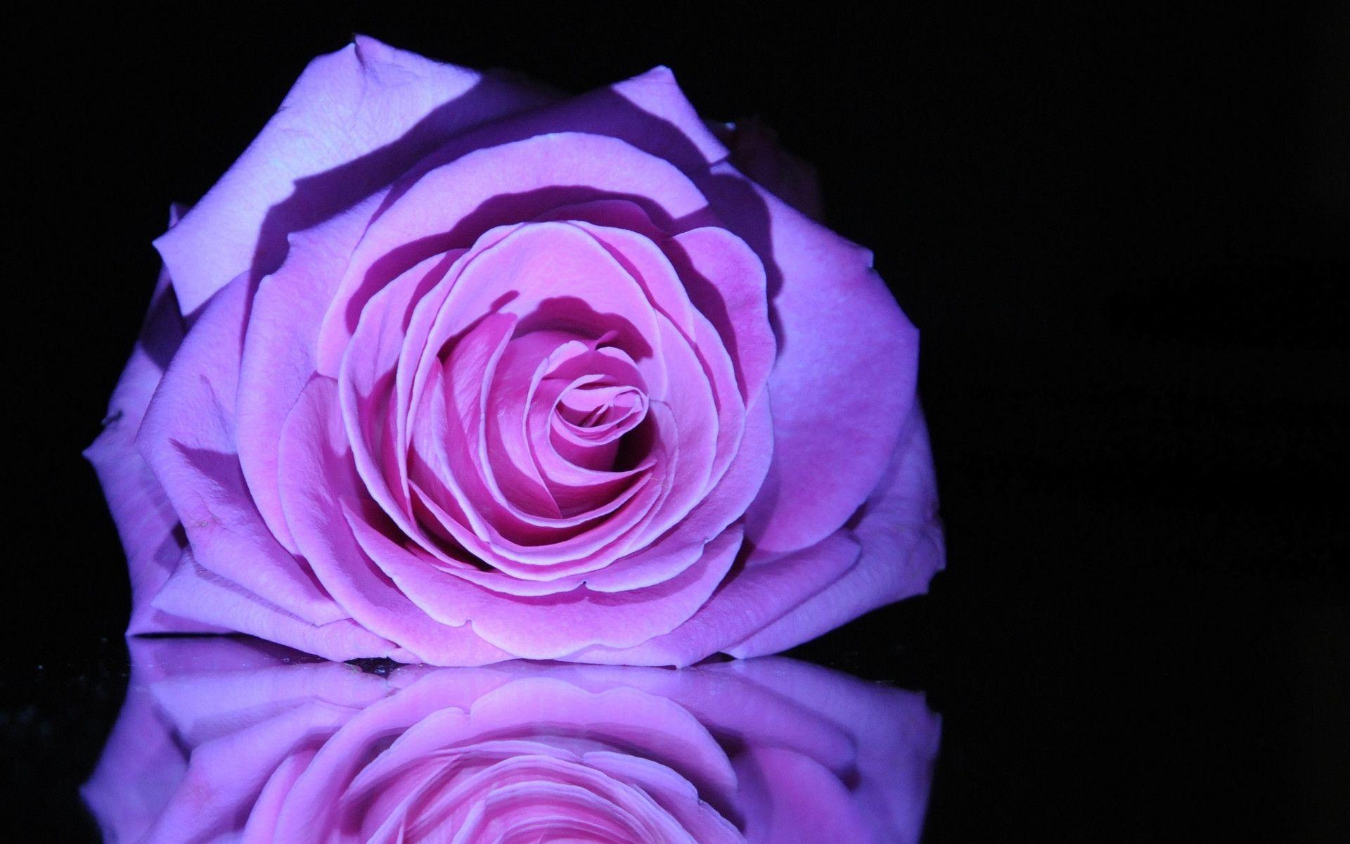 Purple Roses Wallpapers Wallpaper Cave