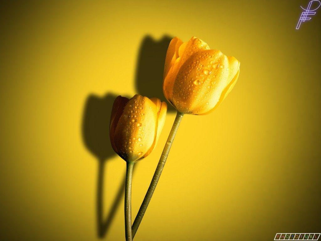 Yellow Colour Wallpapers Wallpaper Cave