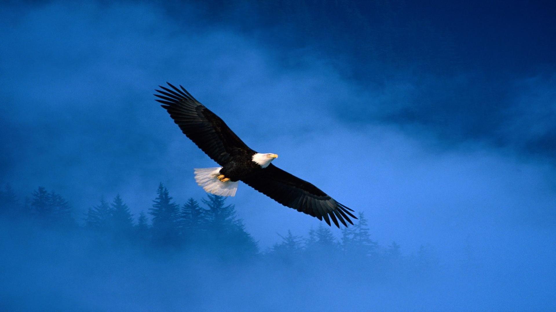 Bald Eagle Desktop Wallpapers Wallpaper Cave