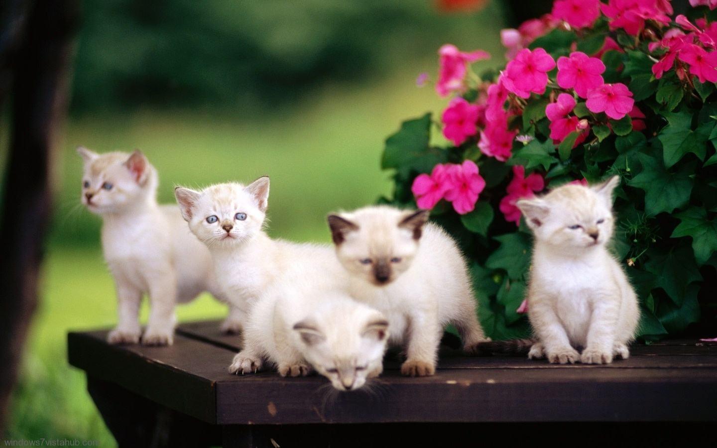Free Cute Kitten Wallpapers Wallpaper Cave