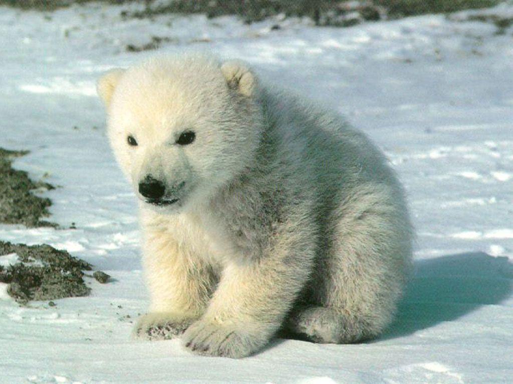 Baby Polar Bear Wallpapers Wallpaper Cave