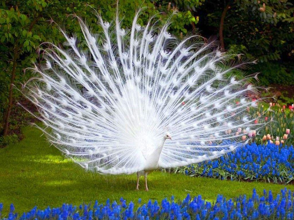 White Peacock Wallpapers Wallpaper Cave