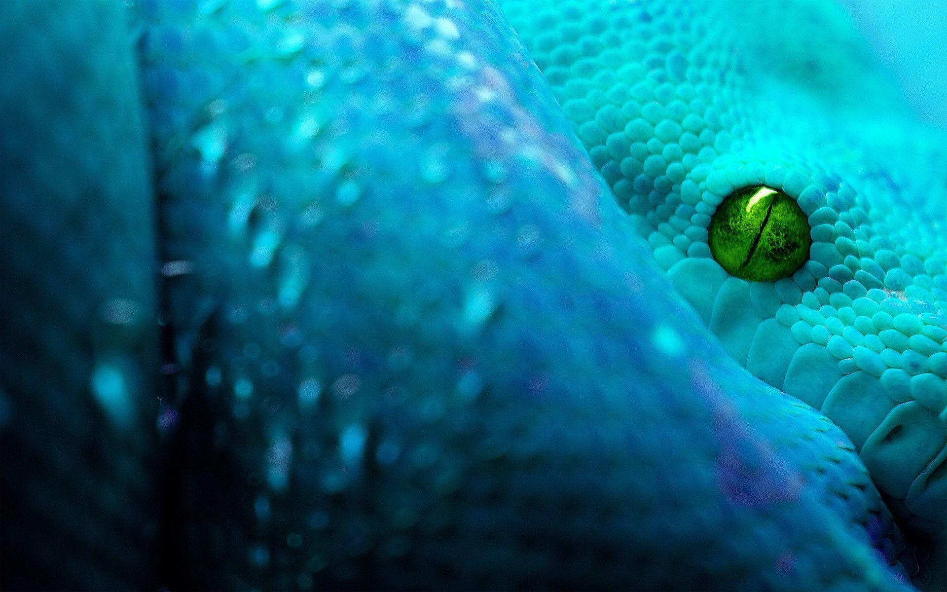 Snakes Wallpapers Wallpaper Cave