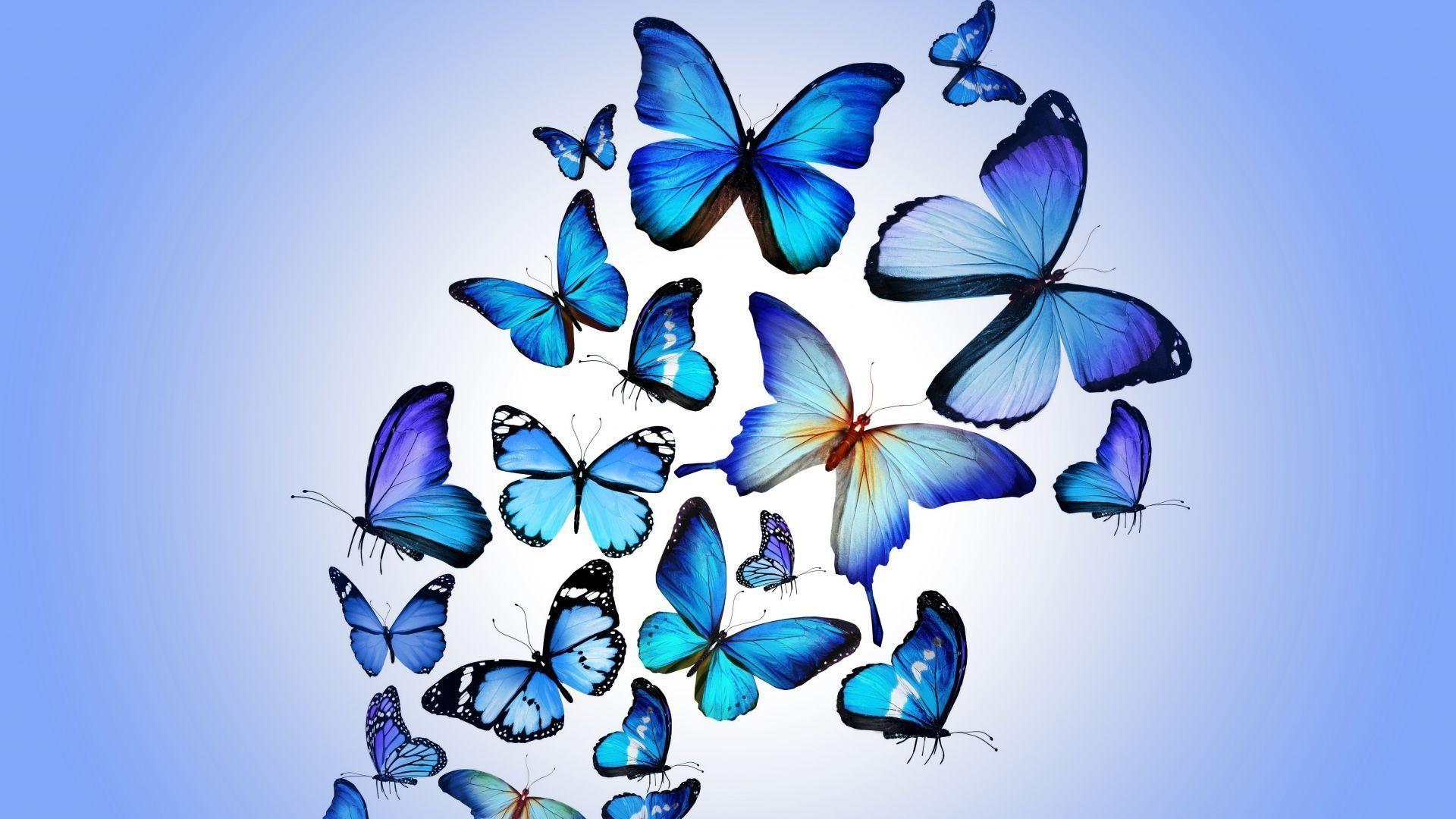 Blue Butterfly Wallpapers Wallpaper Cave
