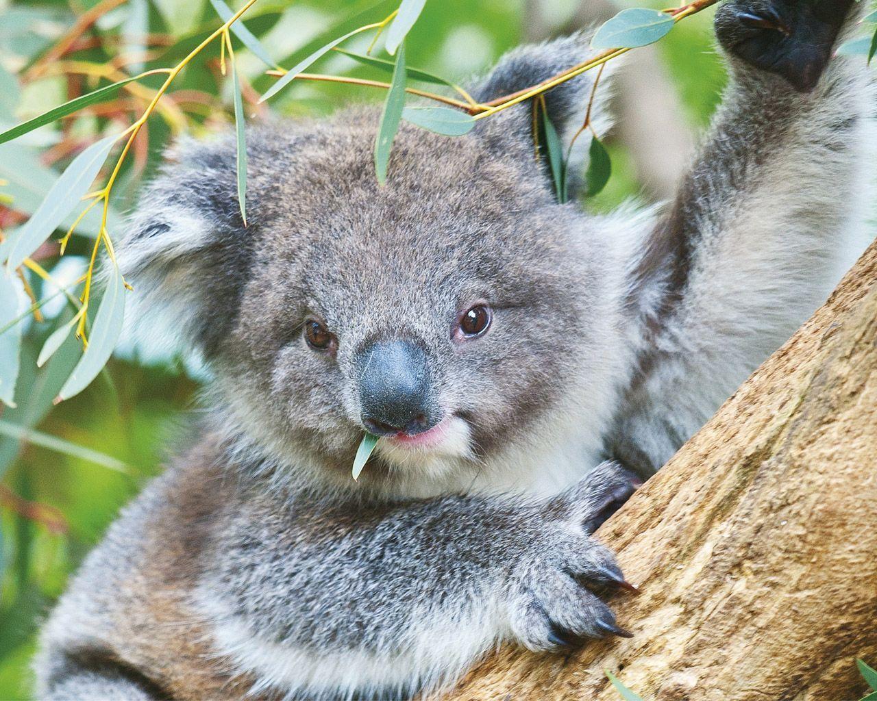 Koala Wallpapers Wallpaper Cave