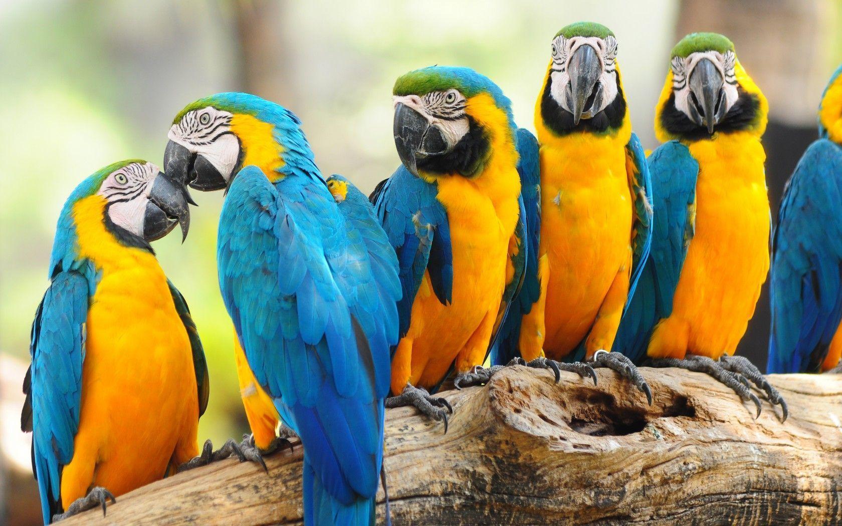 Macaw Parrot Wallpapers Wallpaper Cave