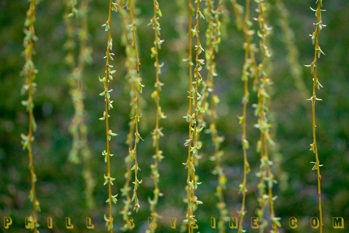 Weeping Willow Wallpapers Wallpaper Cave