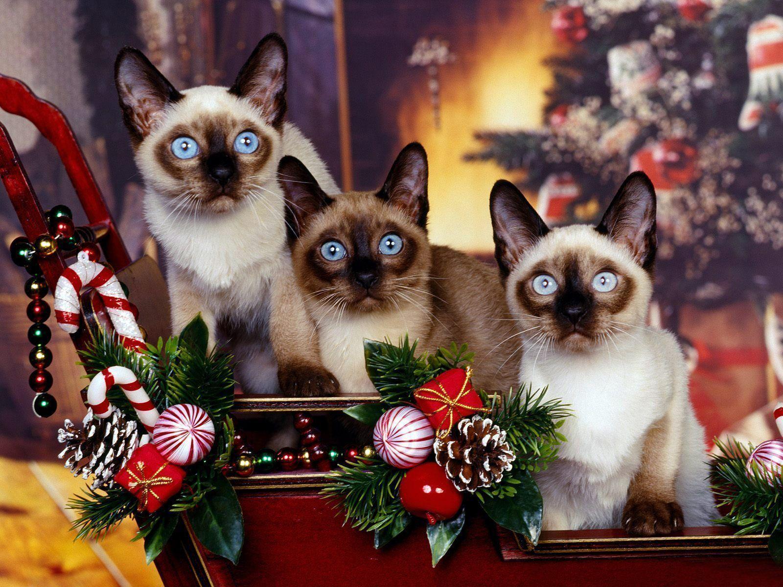 Siamese Cat Wallpapers Wallpaper Cave