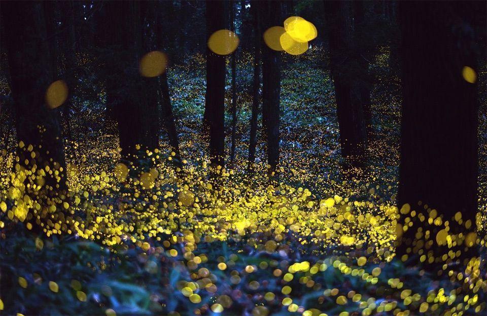 Fireflies Wallpapers Wallpaper Cave