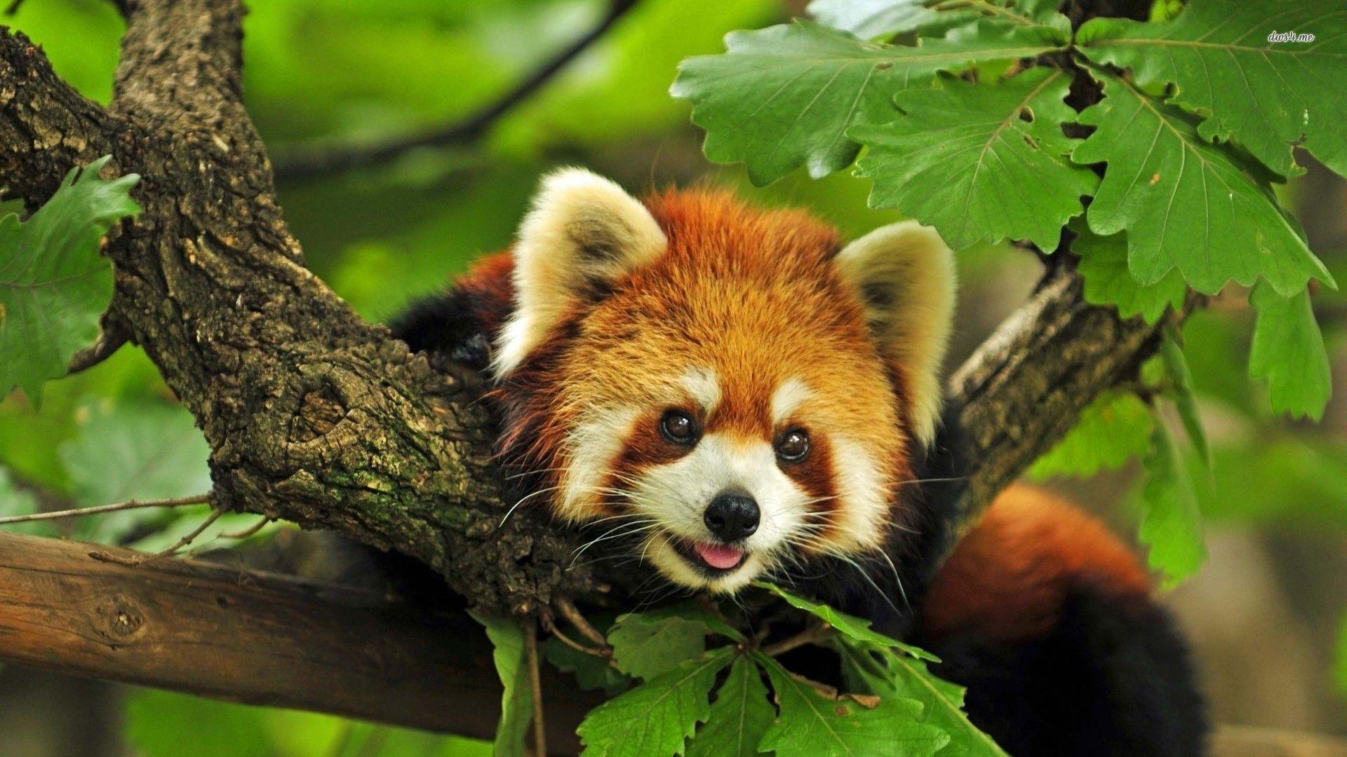Red Panda Wallpapers Wallpaper Cave