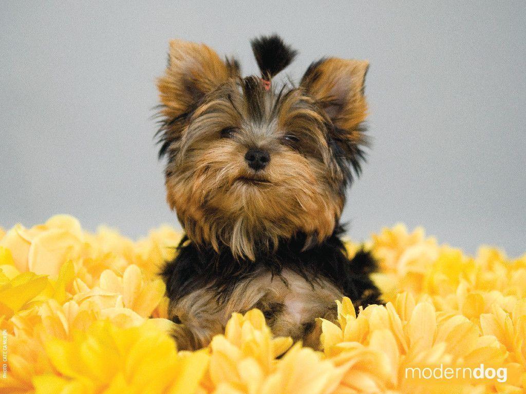 Yorkshire Terrier Wallpapers Wallpaper Cave