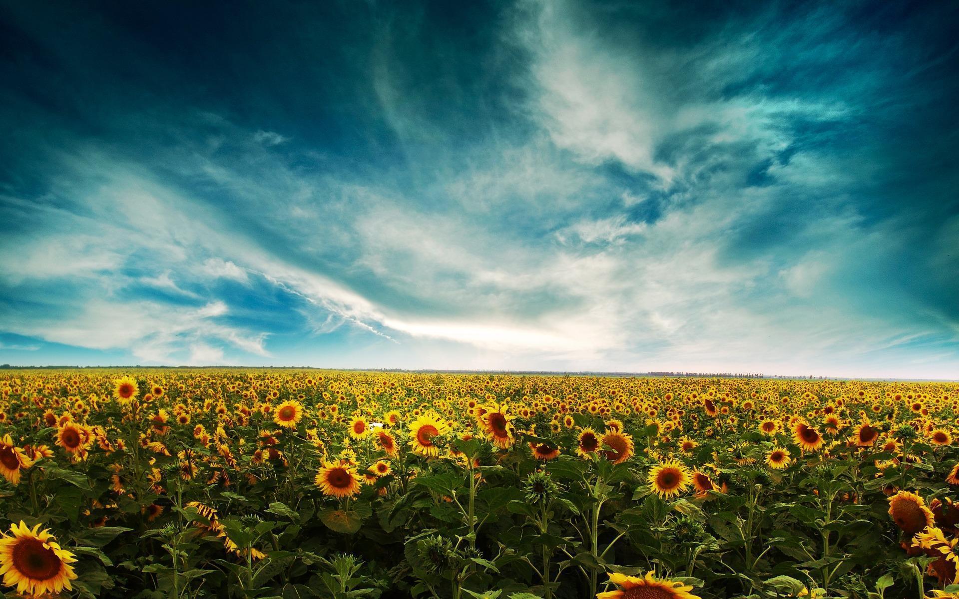 Sunflower Desktop Wallpapers Free Wallpaper Cave