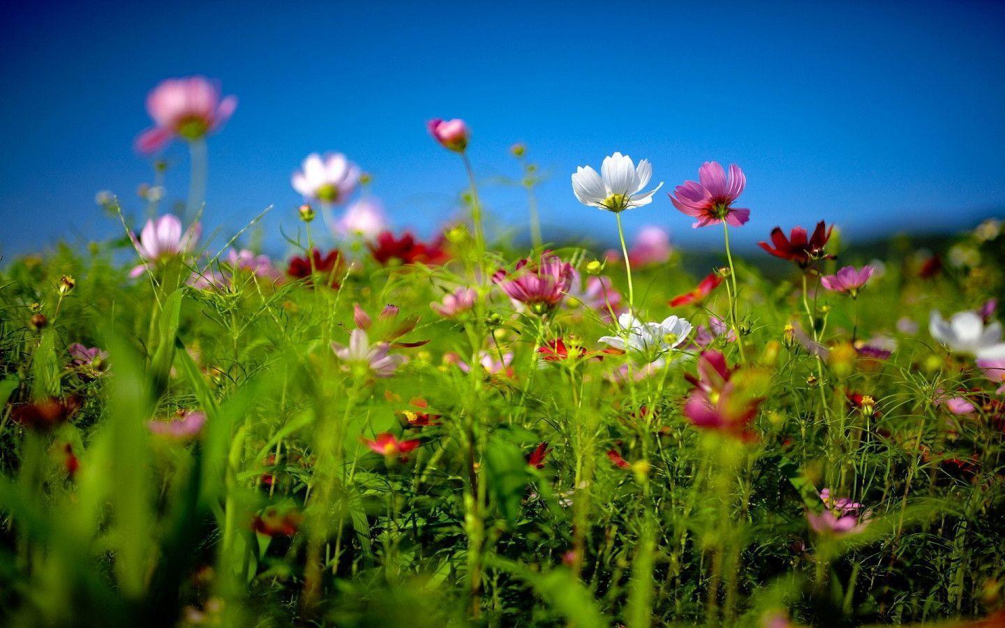 Summer Flower Backgrounds Wallpaper Cave