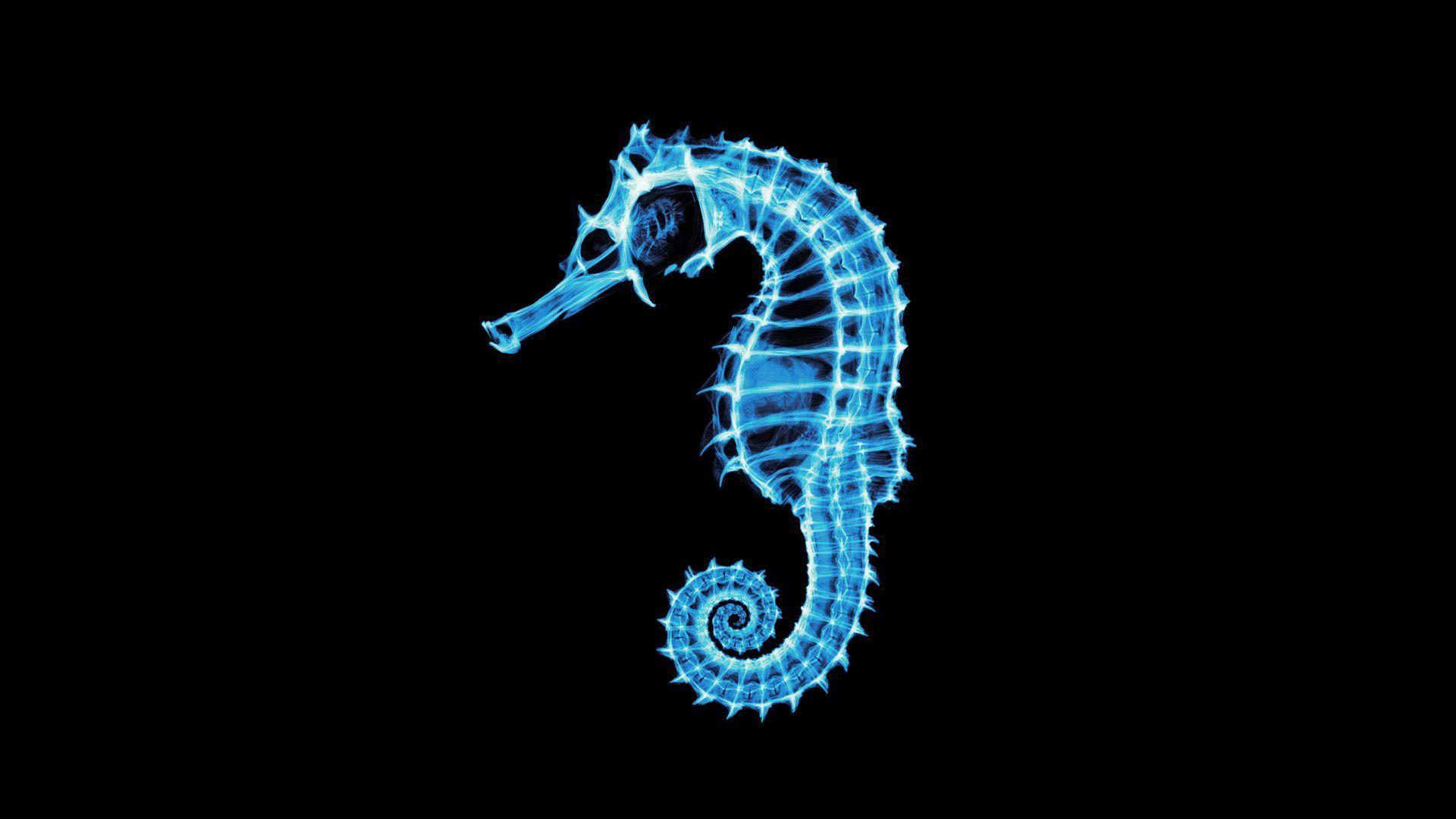 Seahorse Wallpapers Wallpaper Cave