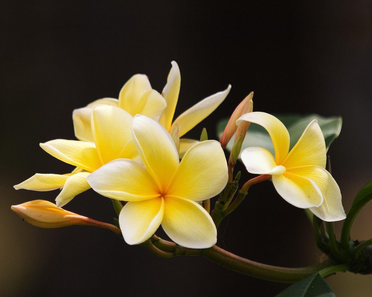 Frangipani Wallpapers Wallpaper Cave