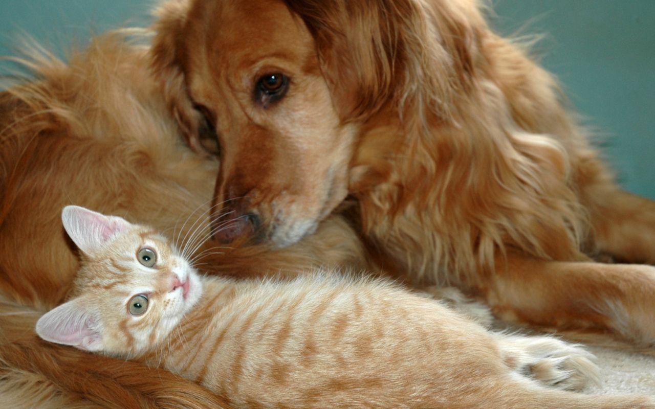 Dog And Cat Wallpapers Wallpaper Cave