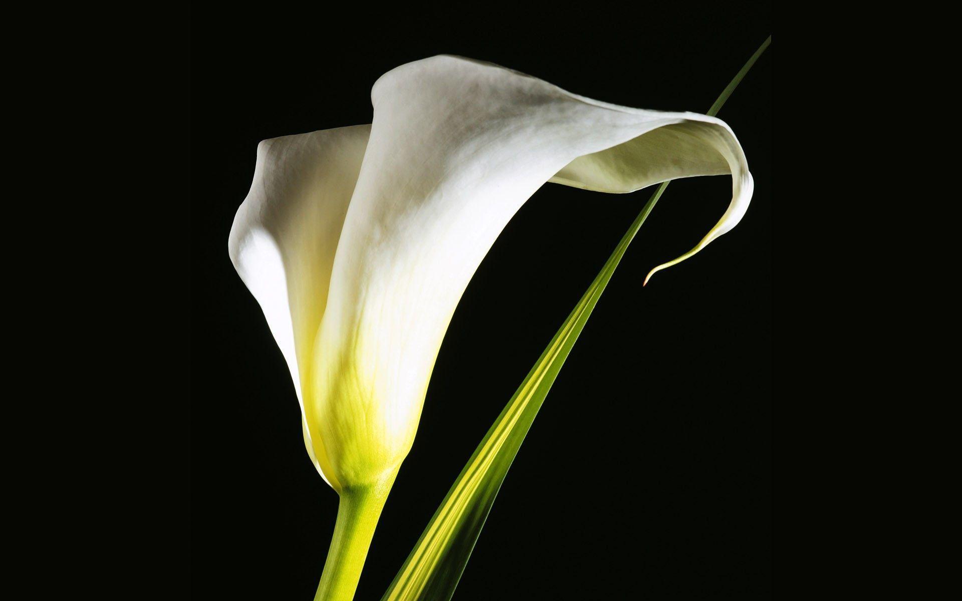 Calla Lily Wallpapers Wallpaper Cave