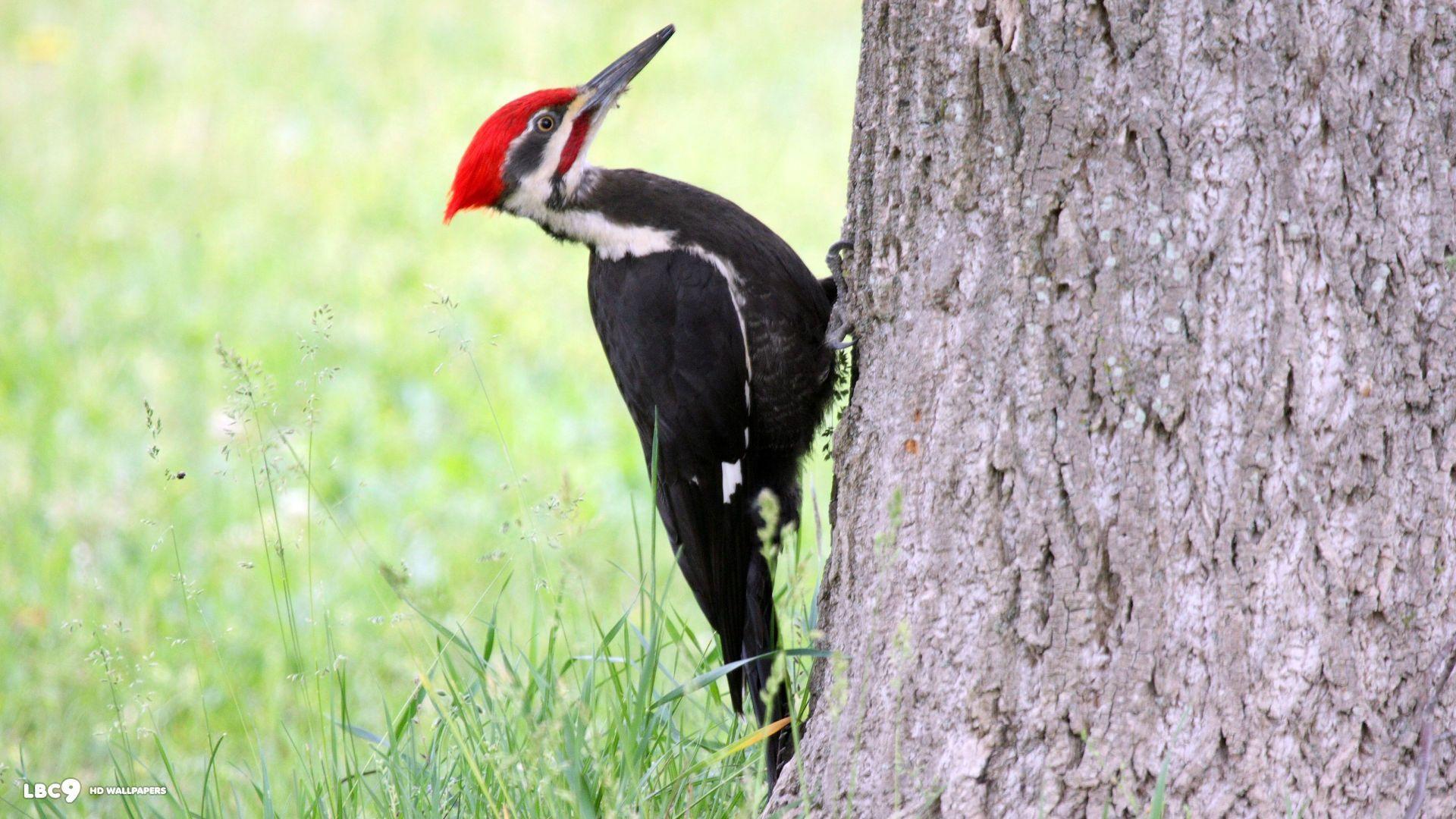 Woodpecker Wallpapers Wallpaper Cave
