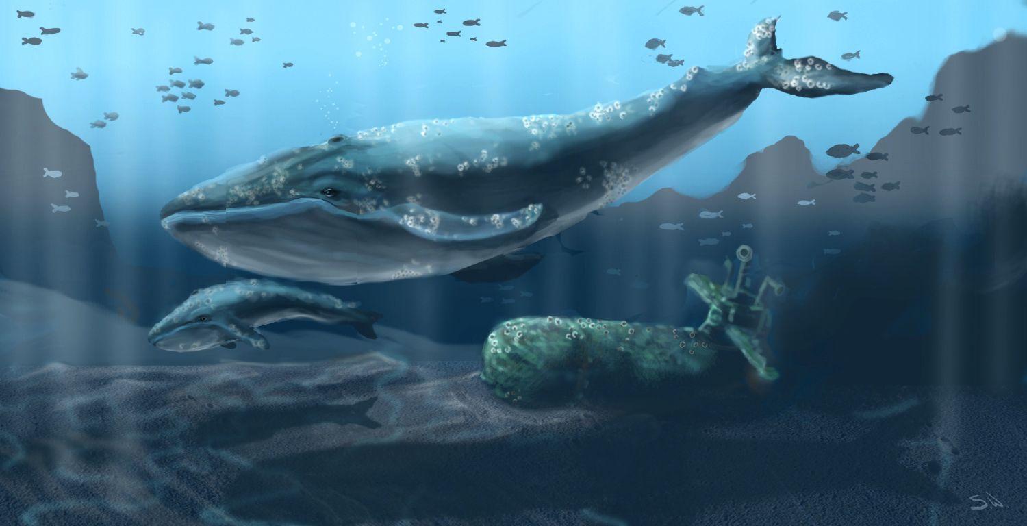 Blue Whale Wallpapers Wallpaper Cave
