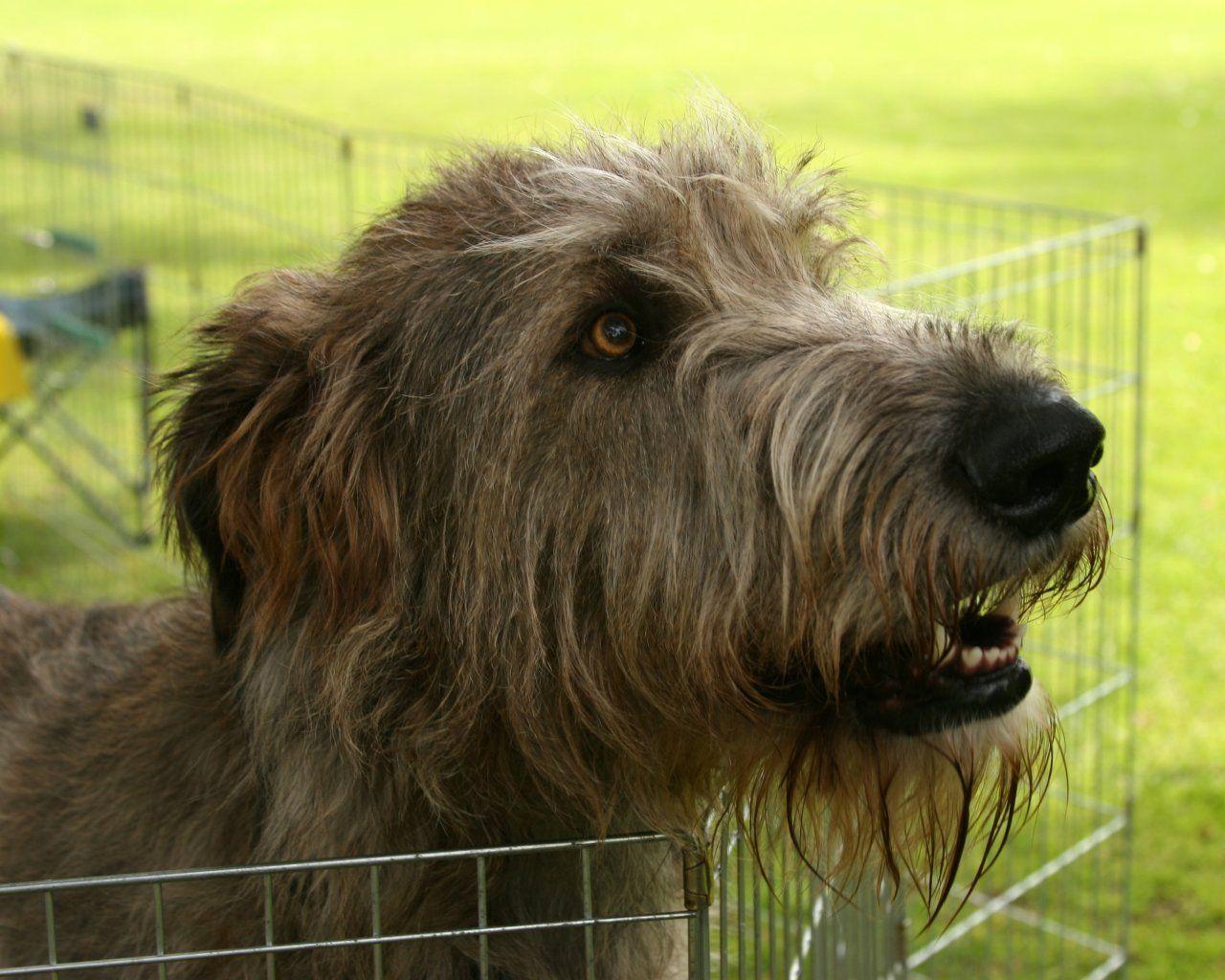 Irish Wolfhound Wallpapers Wallpaper Cave