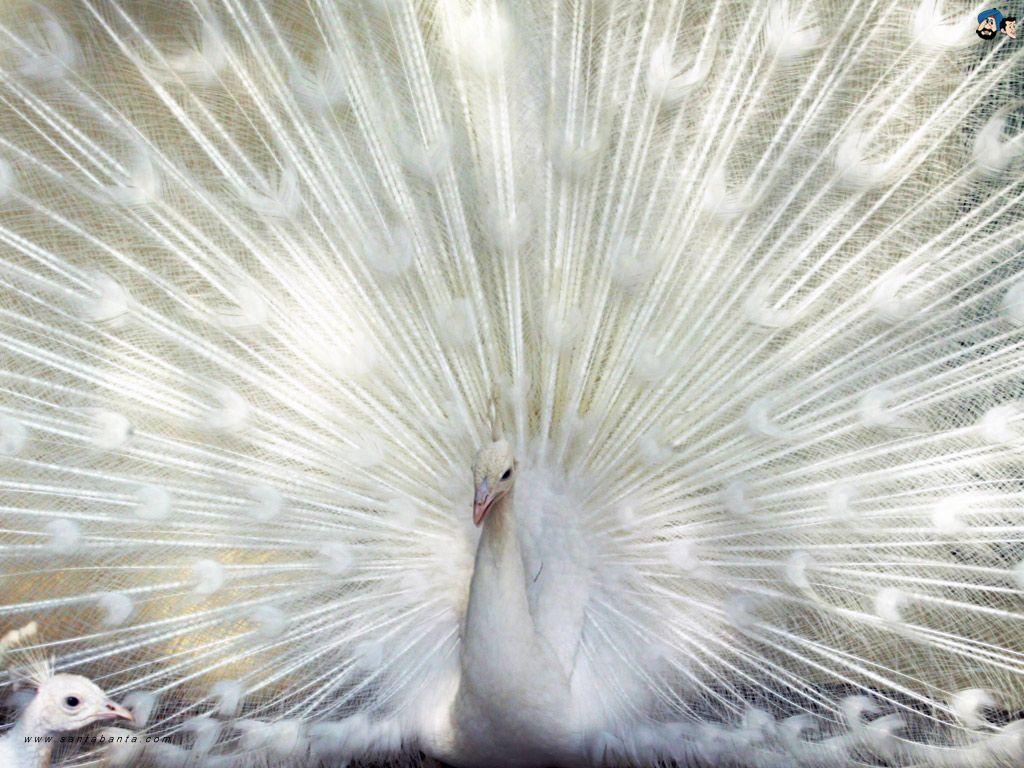 White Peacock Wallpapers Wallpaper Cave