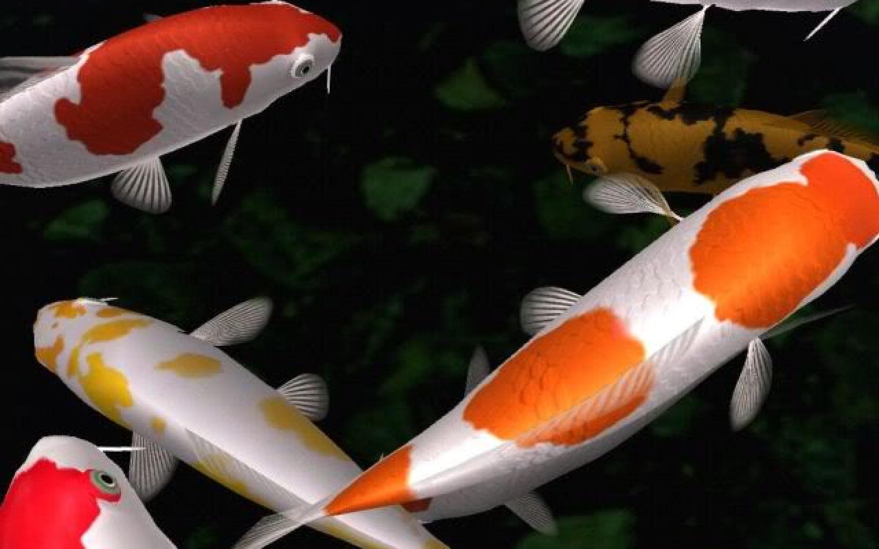 Koi Pond Wallpapers Wallpaper Cave