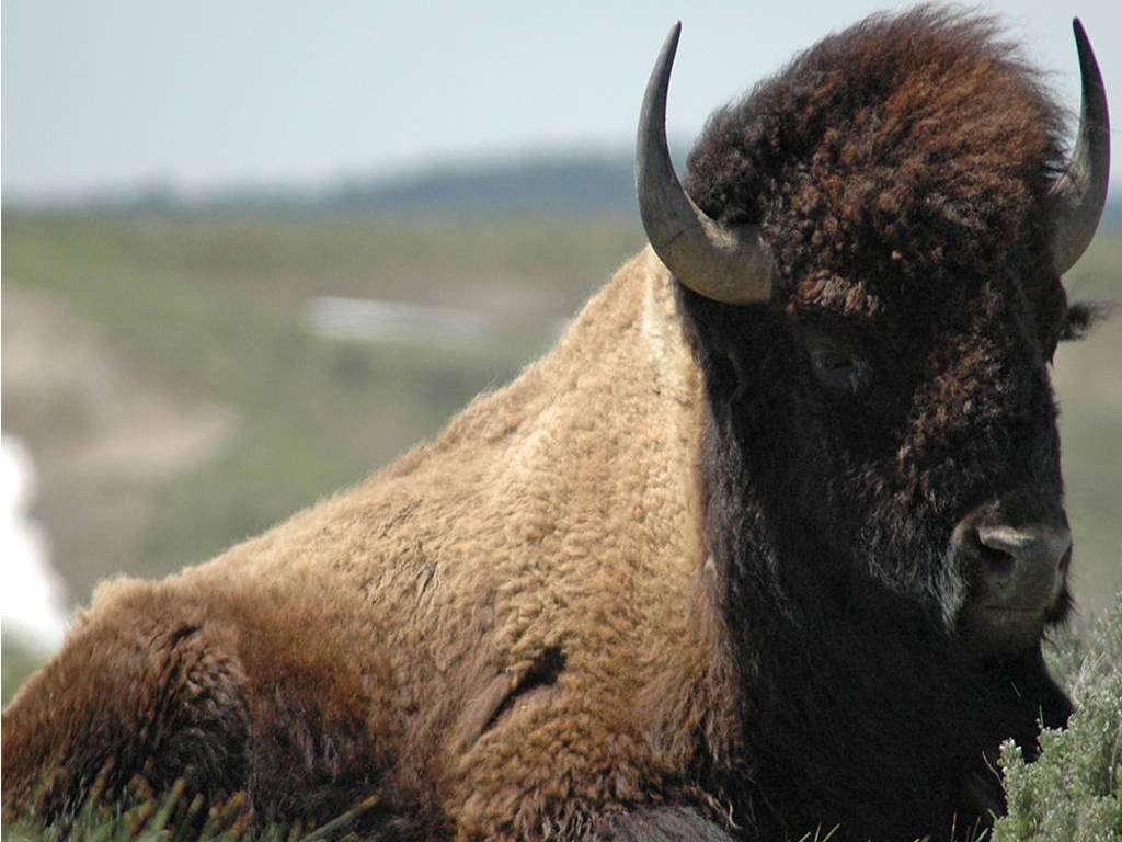 Bison Wallpapers Wallpaper Cave