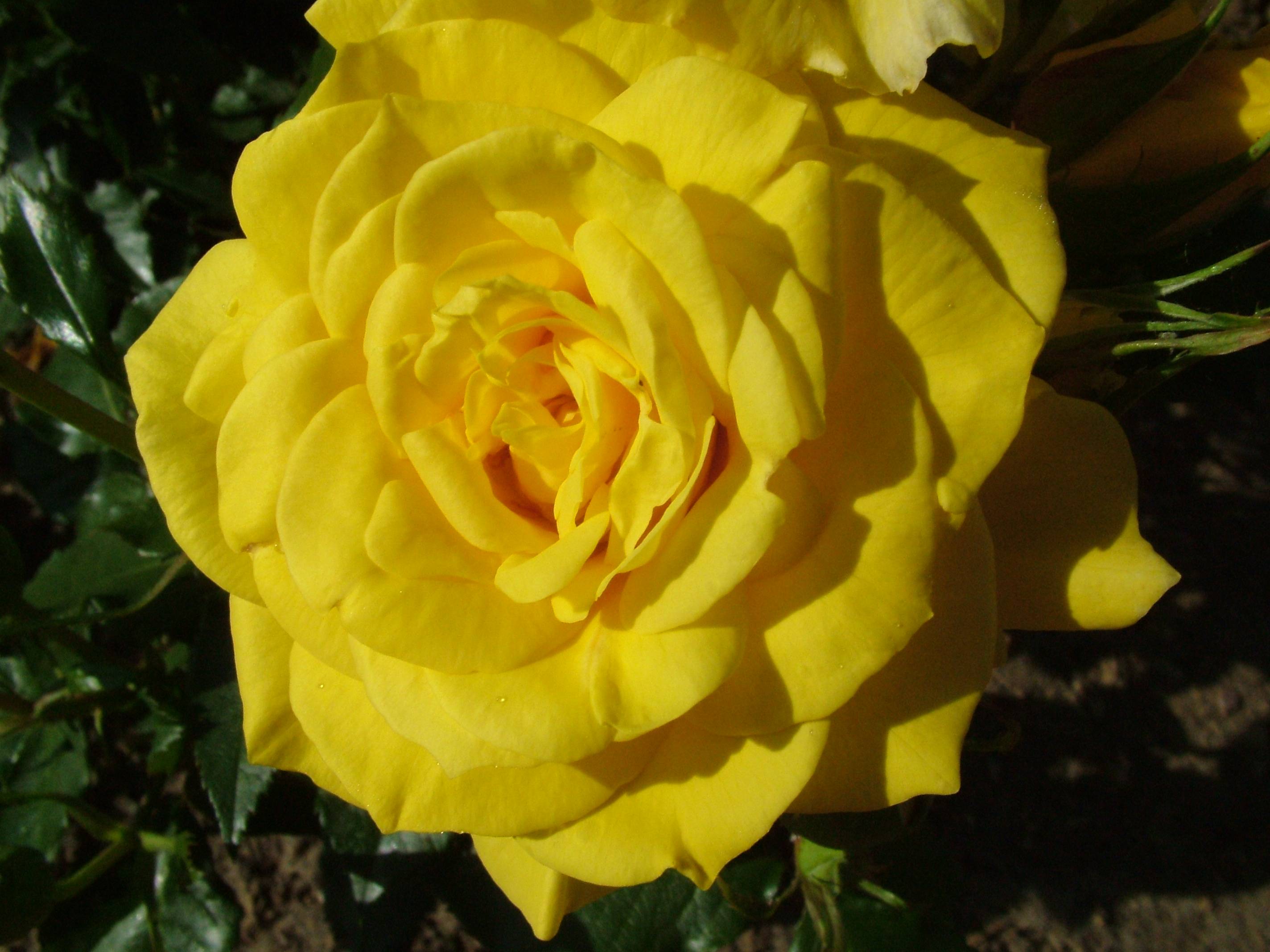 Free Yellow Rose Wallpapers Wallpaper Cave