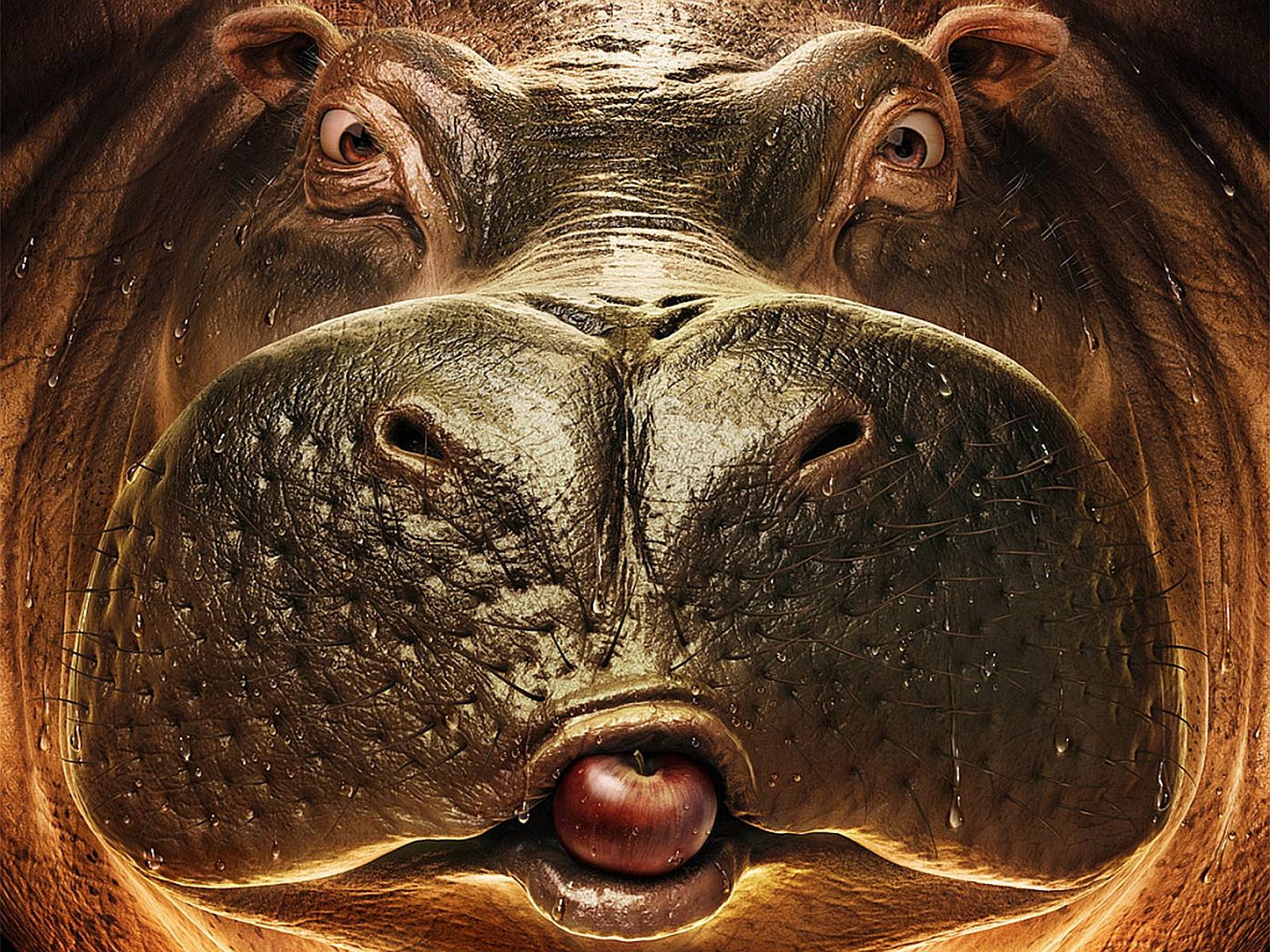 Hippo Wallpapers Wallpaper Cave