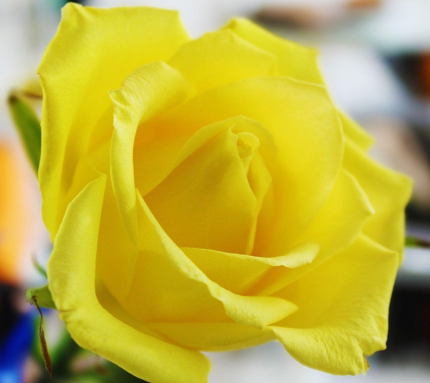 Yellow Roses Wallpapers Wallpaper Cave