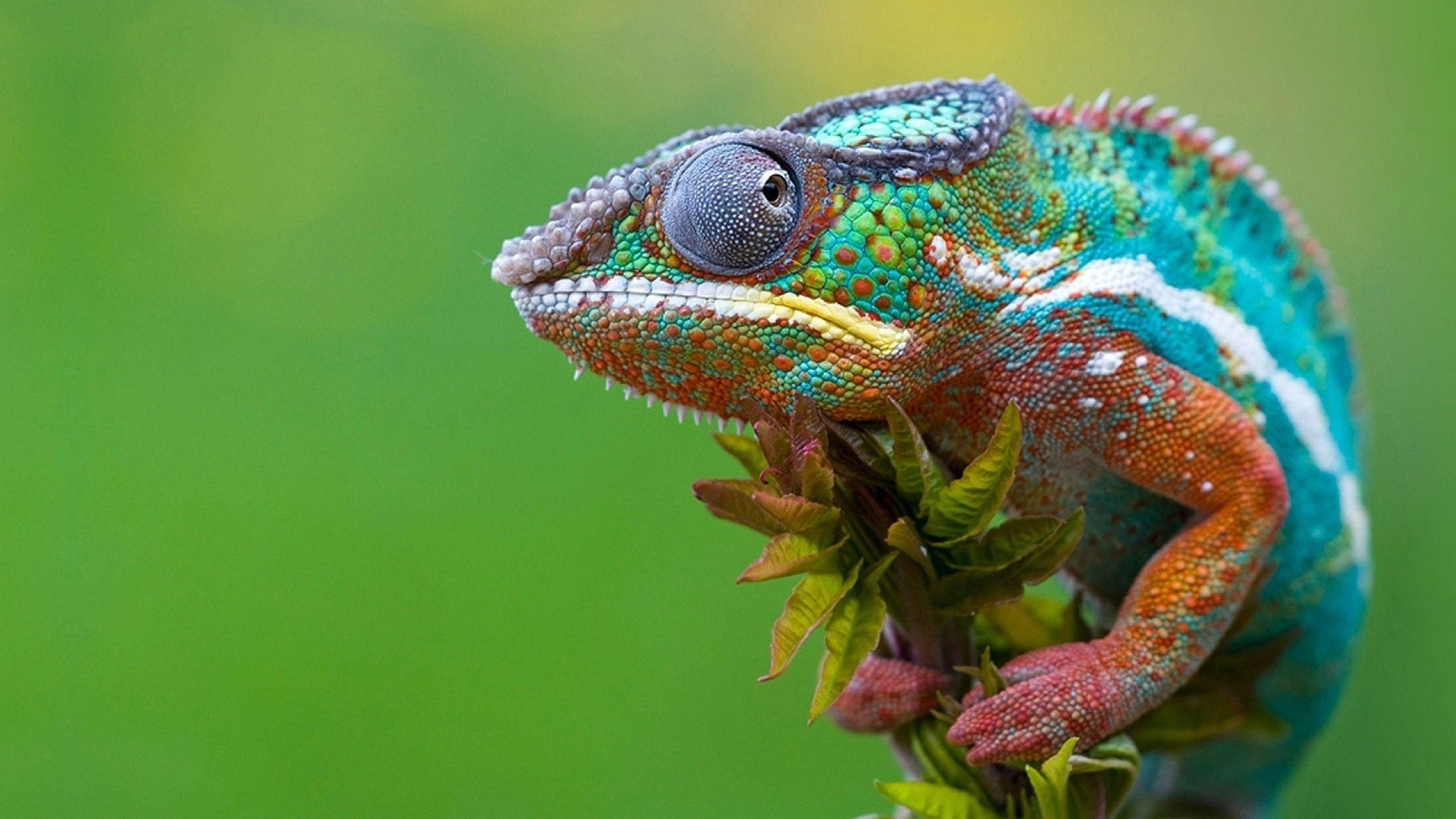 Chameleon Wallpapers Wallpaper Cave