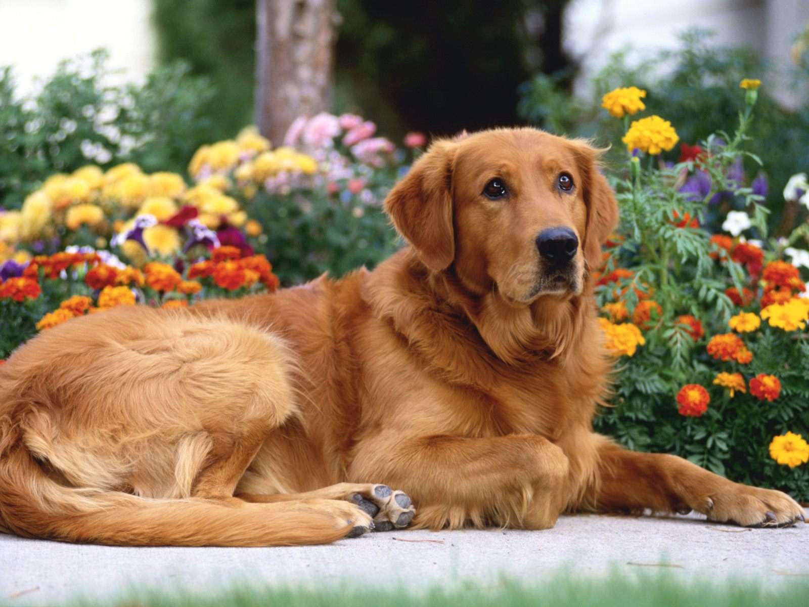 Golden Retriever Backgrounds Wallpaper Cave