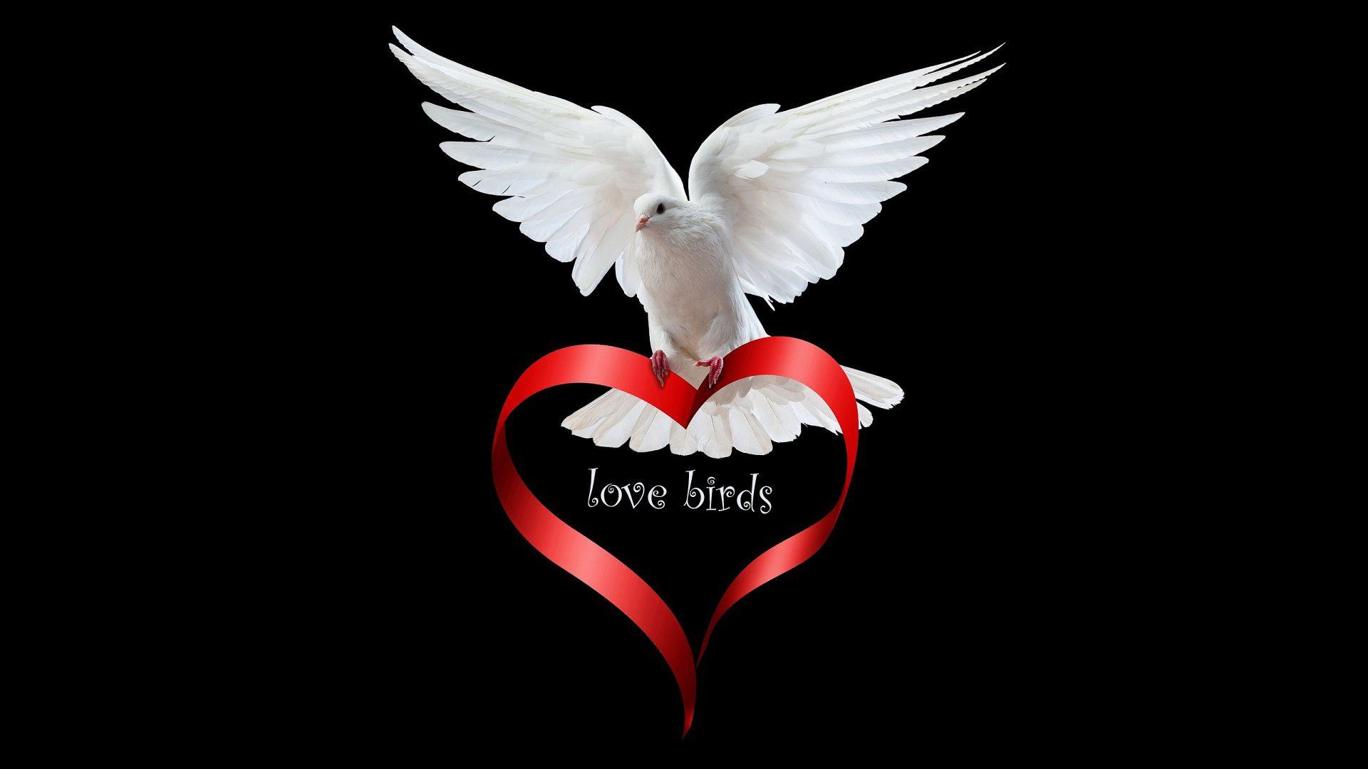 Love Birds Wallpapers Wallpaper Cave