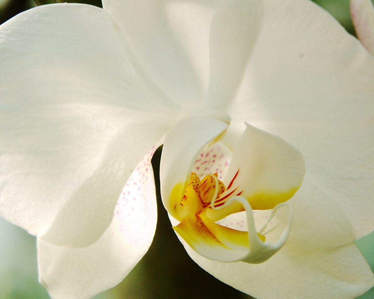 White Orchid Wallpapers Wallpaper Cave