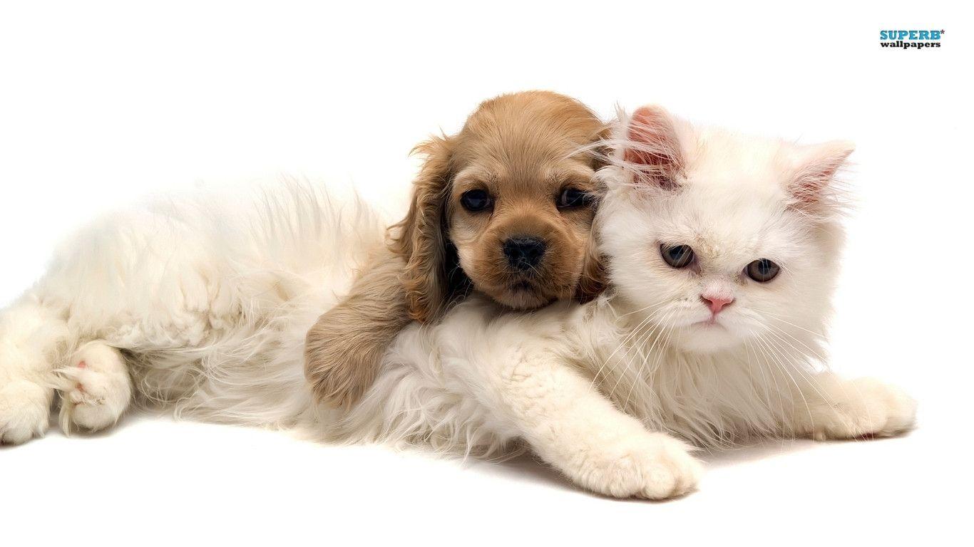 Puppies And Kittens Wallpapers Wallpaper Cave