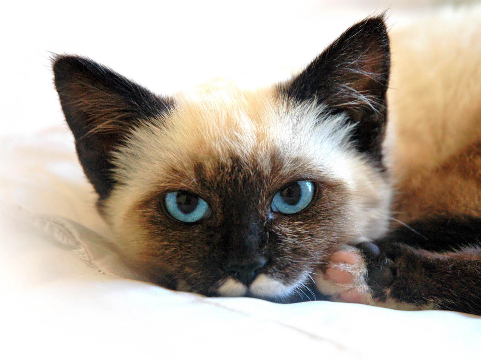Siamese Cat Wallpapers Wallpaper Cave