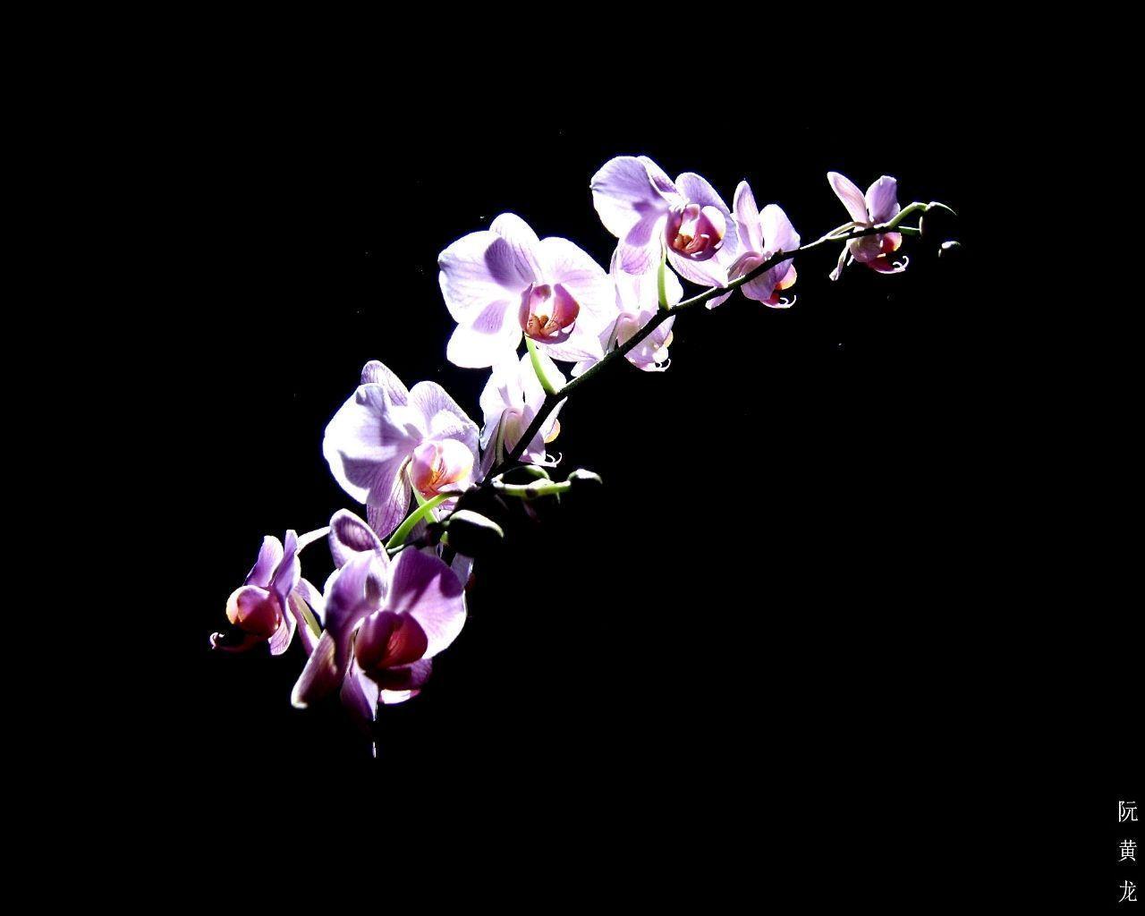 Purple Orchid Wallpapers Wallpaper Cave