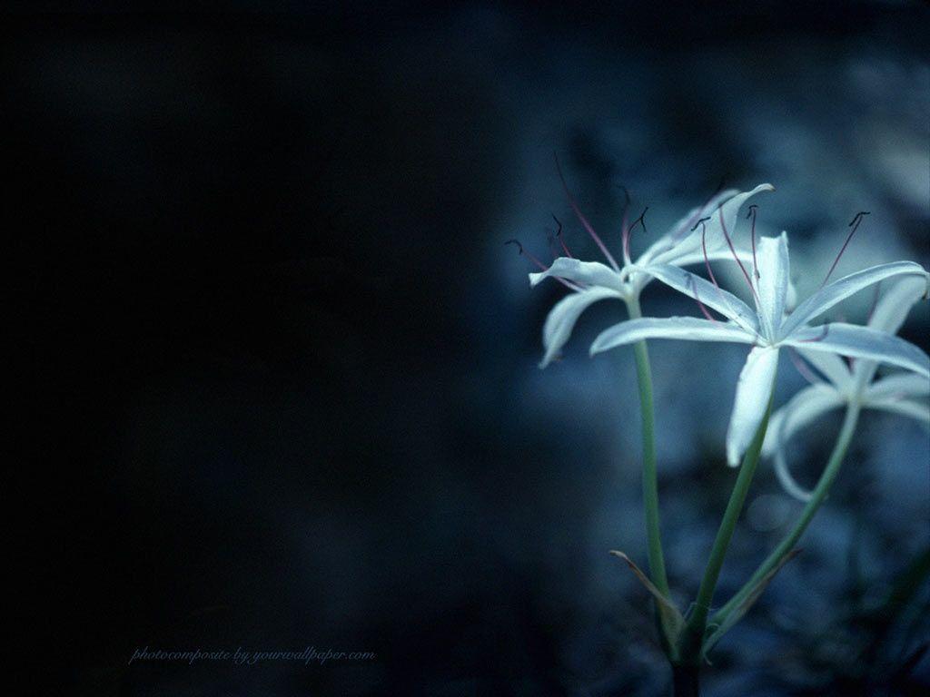 Lily Wallpapers Wallpaper Cave