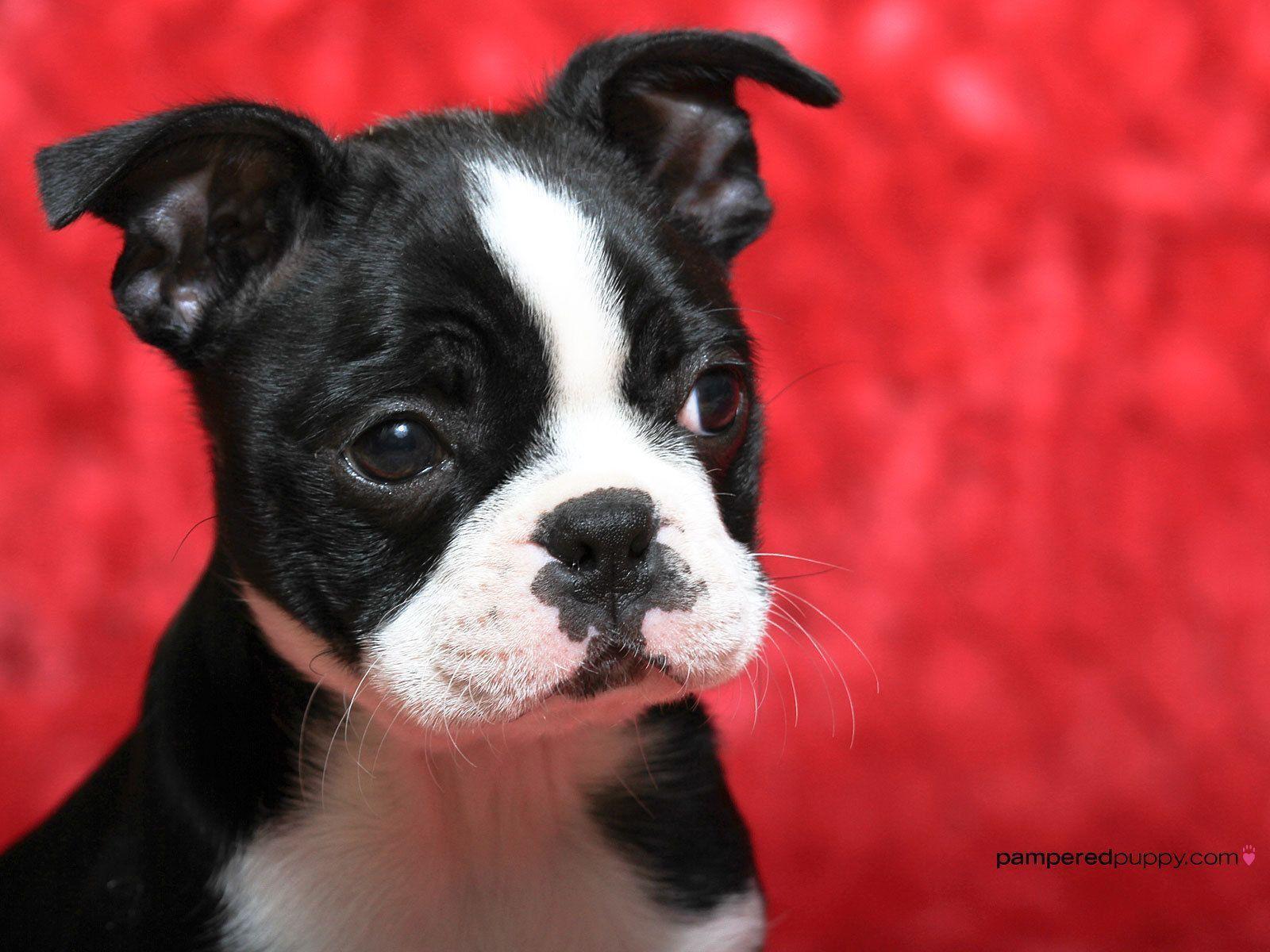 Boston Terrier Wallpapers Wallpaper Cave