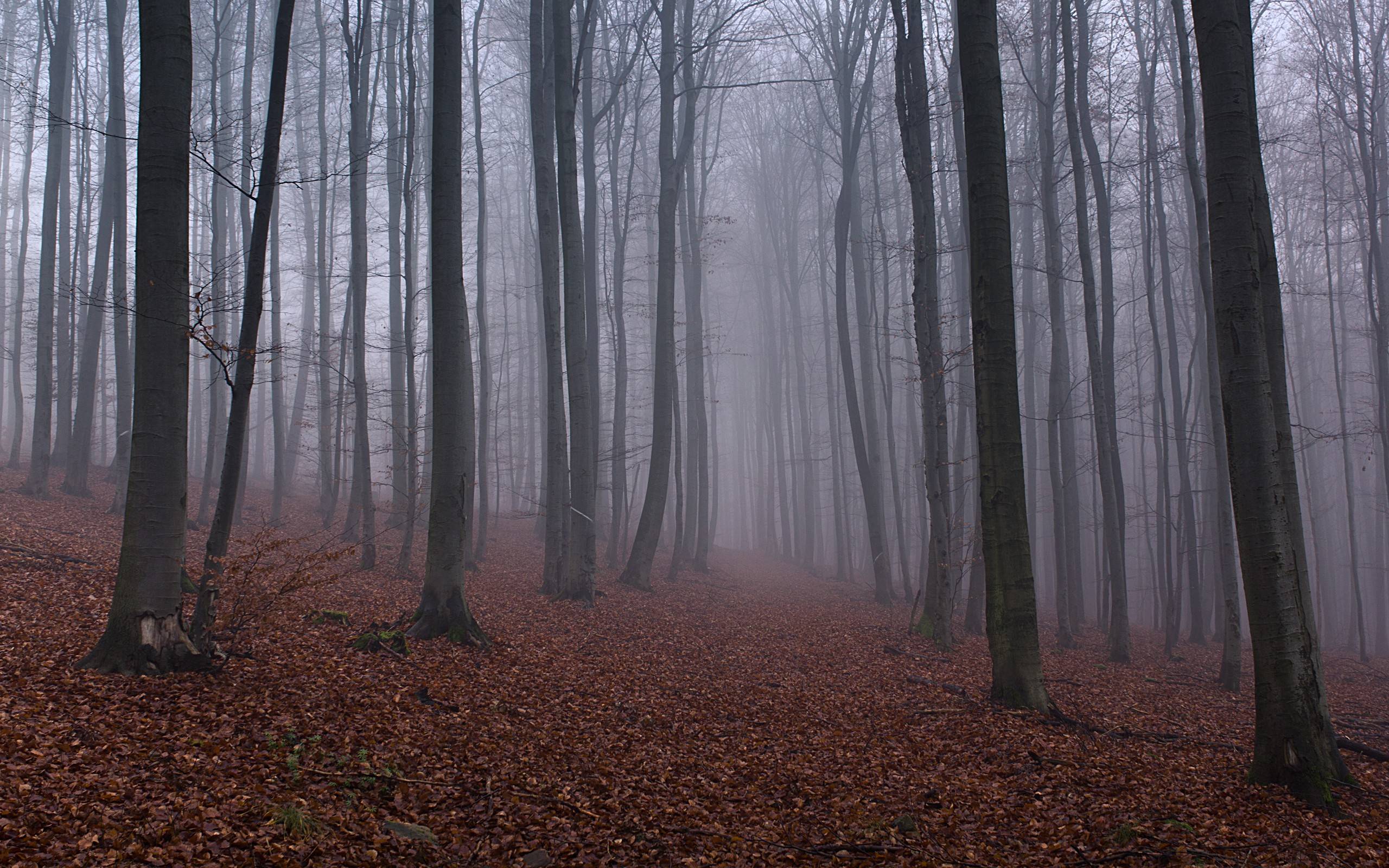 Misty Wallpapers Wallpaper Cave