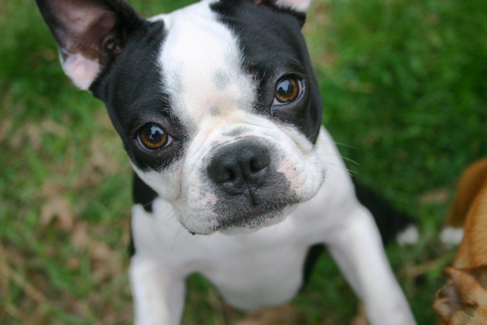 Boston Terrier Wallpapers Wallpaper Cave