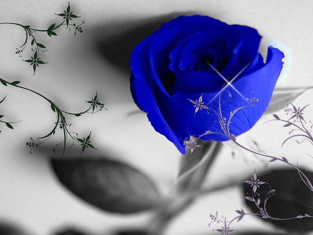 Blue Rose Hd Images Free Download Blue Rose Wallpapers Top Free Blue