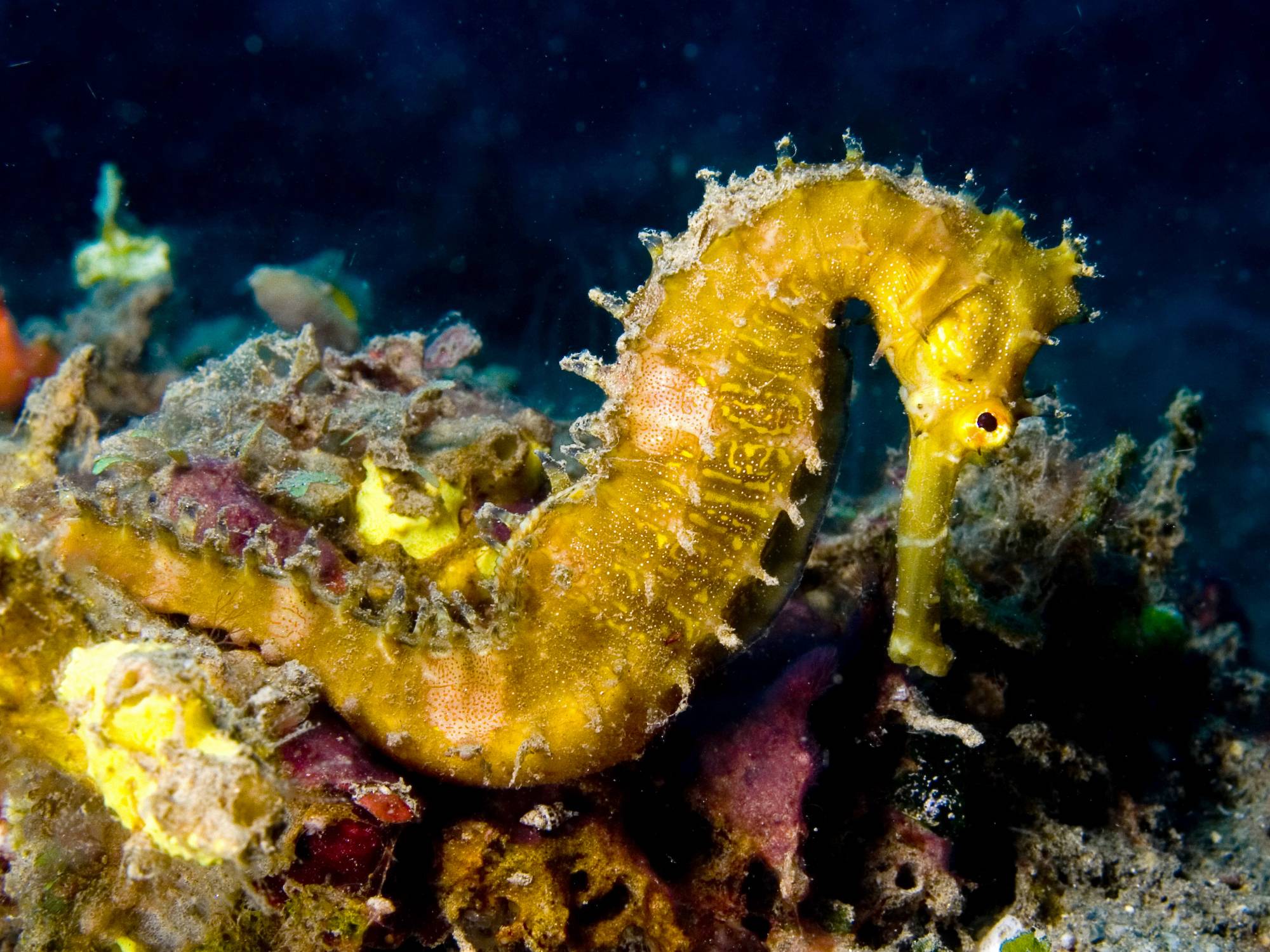 Sea Horse Wallpapers Wallpaper Cave