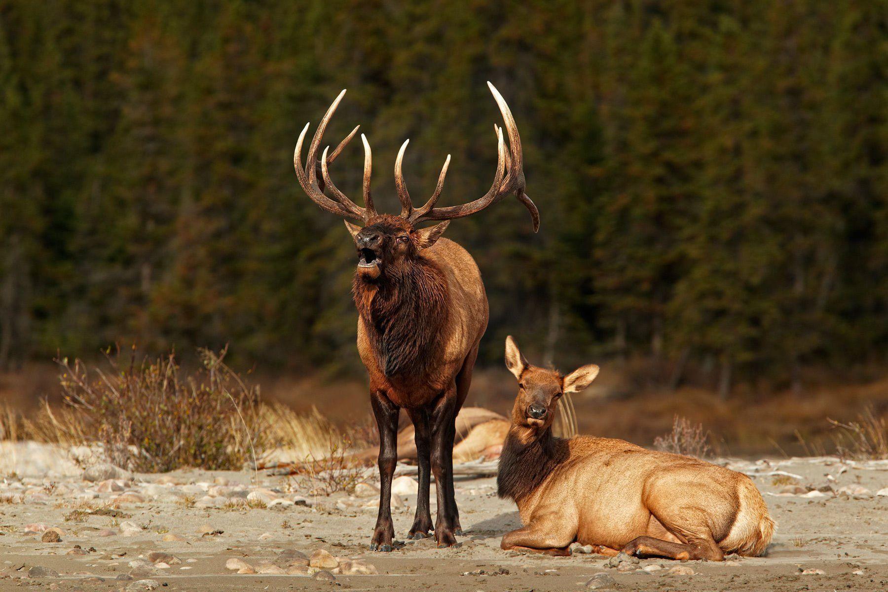 Elk Wallpapers Wallpaper Cave