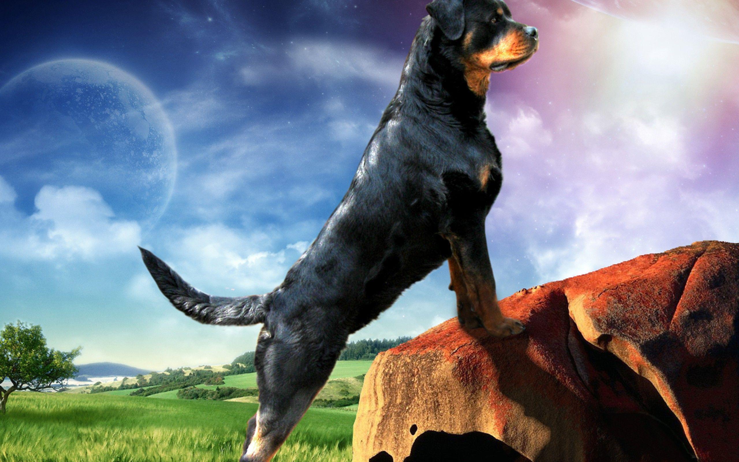 Rottweiler Wallpapers Wallpaper Cave