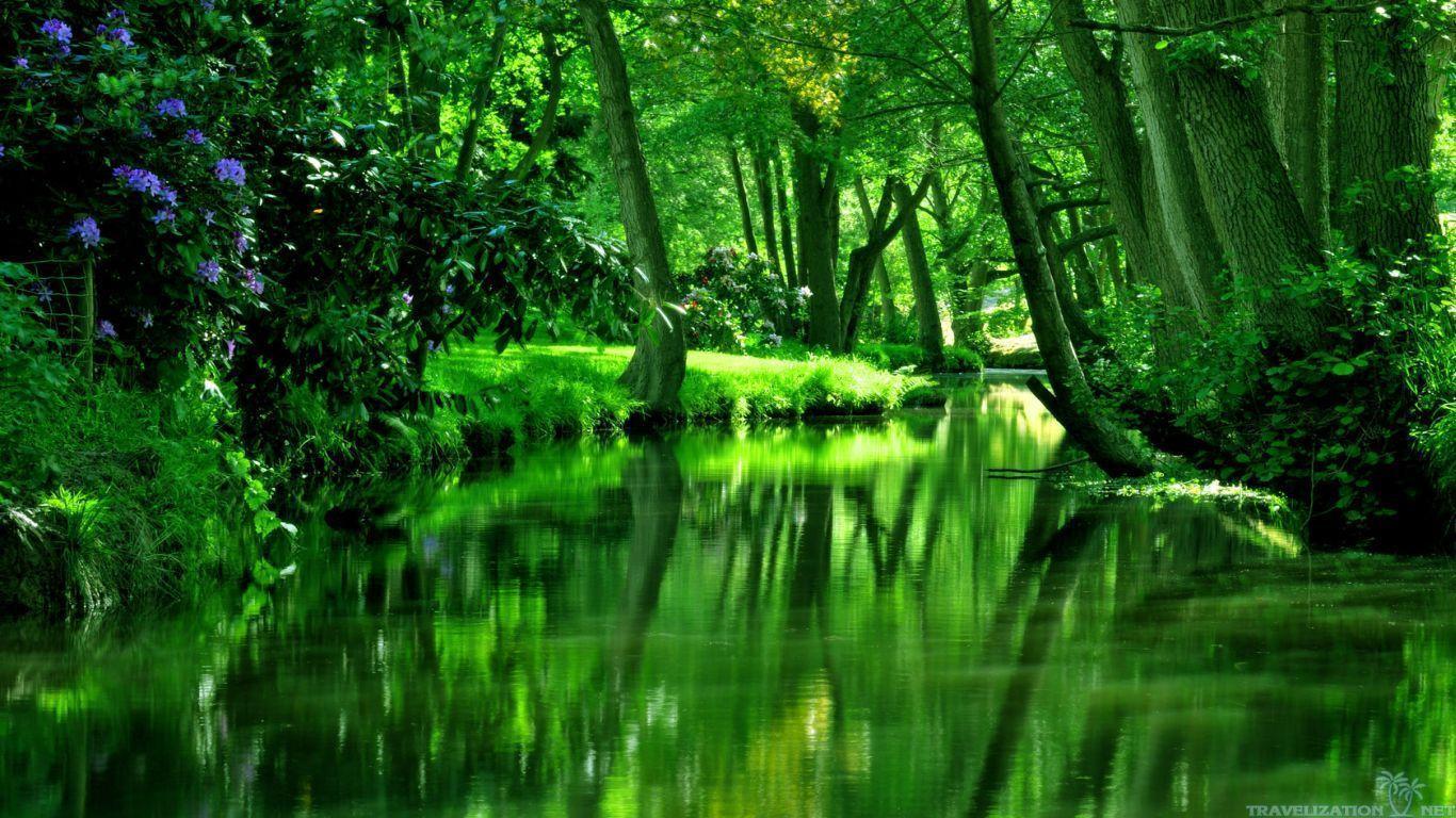 Forest Green Wallpapers Wallpaper Cave