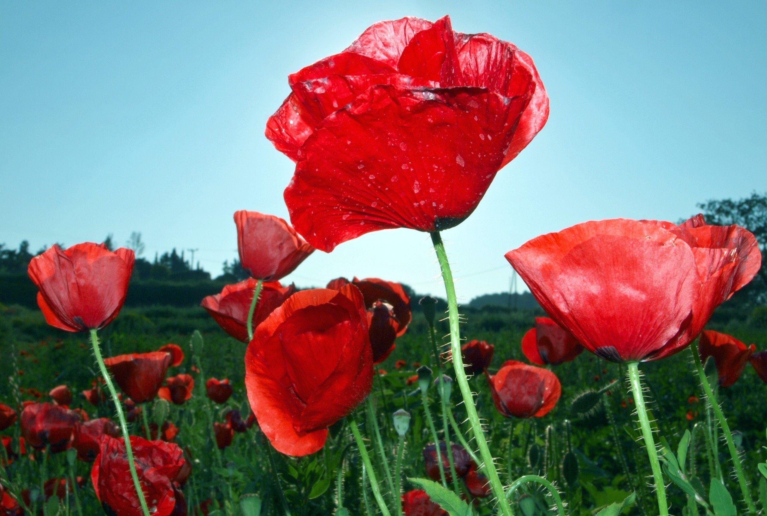 Red Poppy Wallpapers Wallpaper Cave