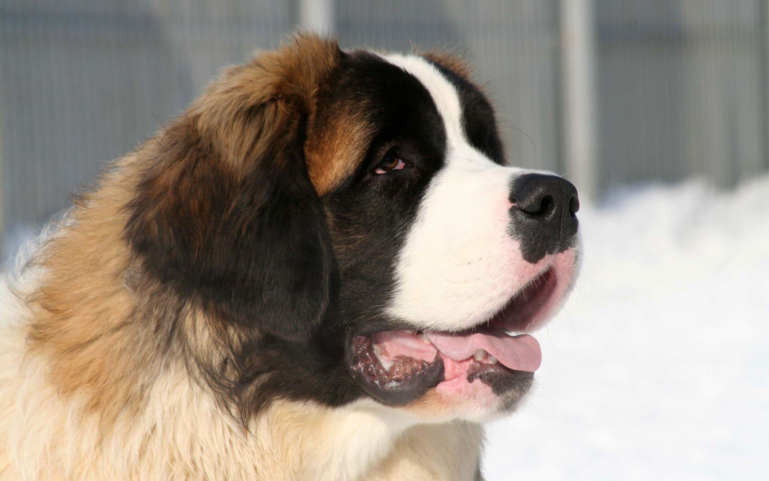 St Bernard Wallpapers Wallpaper Cave