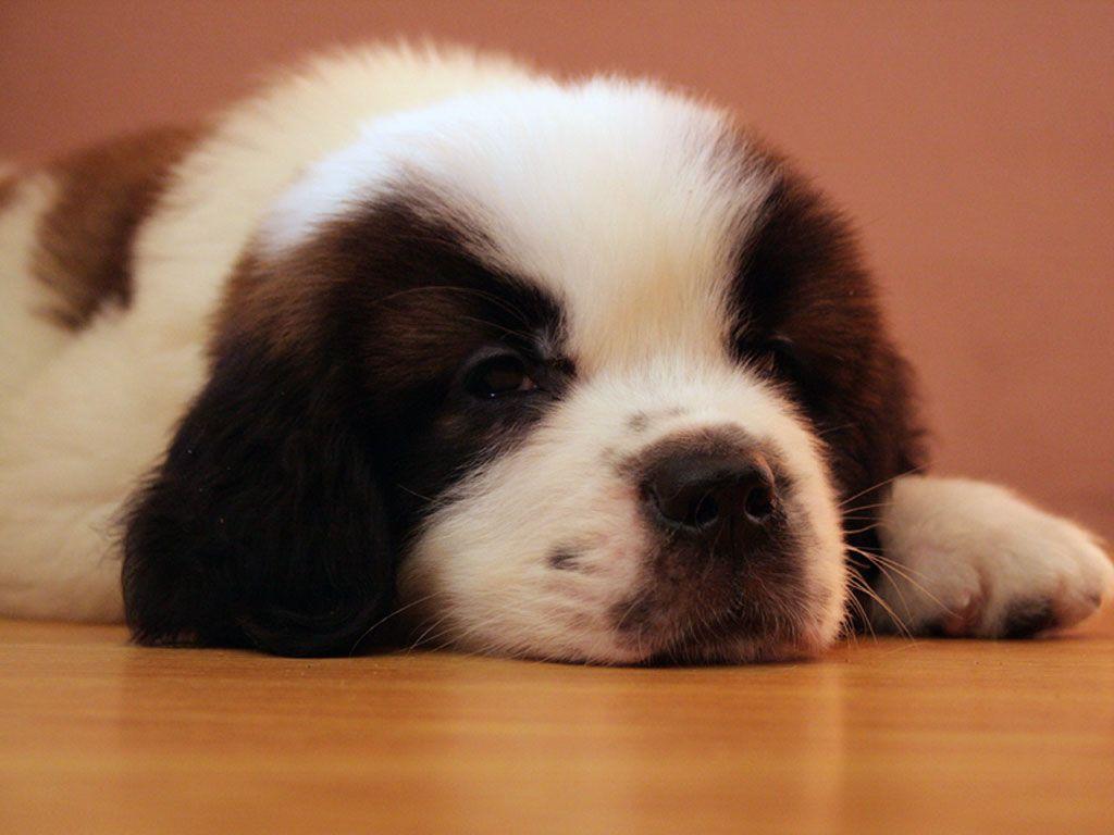 St. Bernard Wallpapers Wallpaper Cave